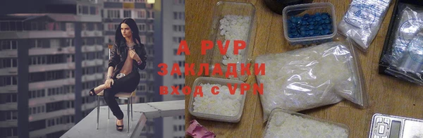 стаф Корсаков