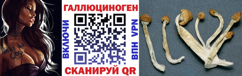 Псилоцибиновые грибы Psilocybe  Петровск 